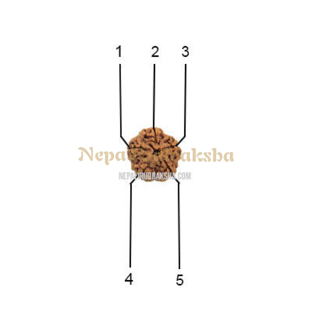 Five Mukhi Medium Sized Rudraksha Face pattern