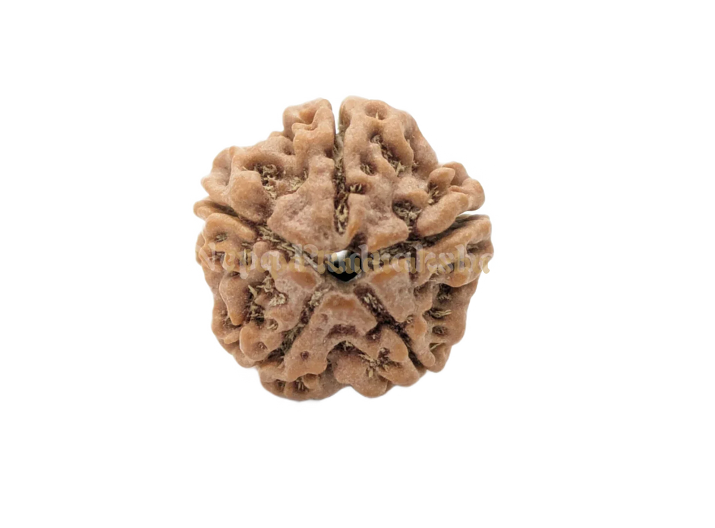 Nepali 5 Mukhi Rudraksha