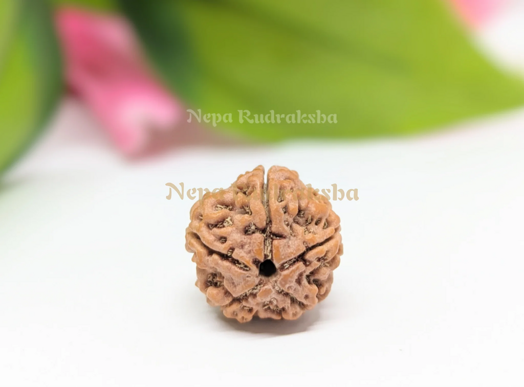 Five Mukhi Nepali Rudraksha Front Face