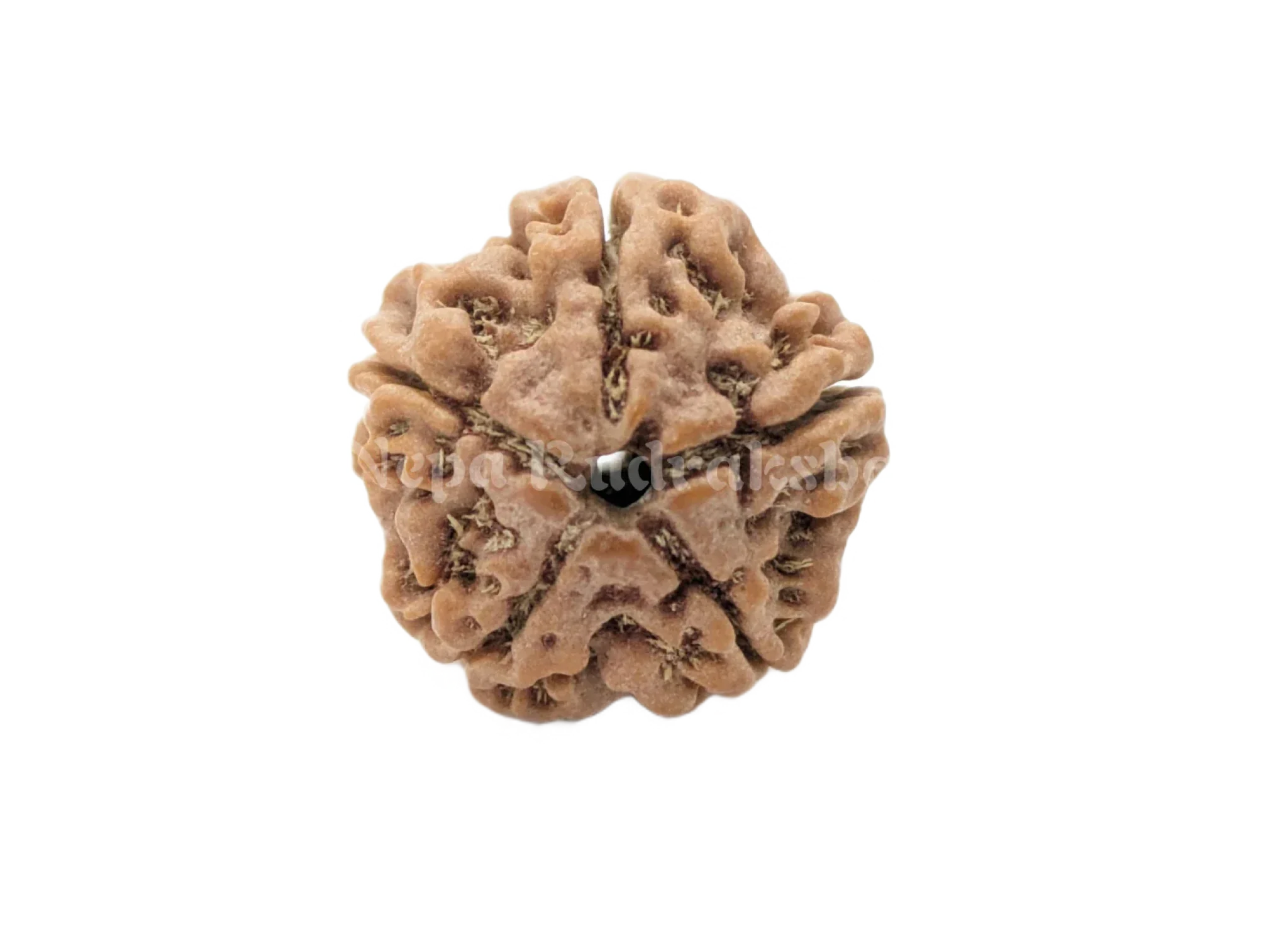 5 Mukhi (Regular) Rudraksha