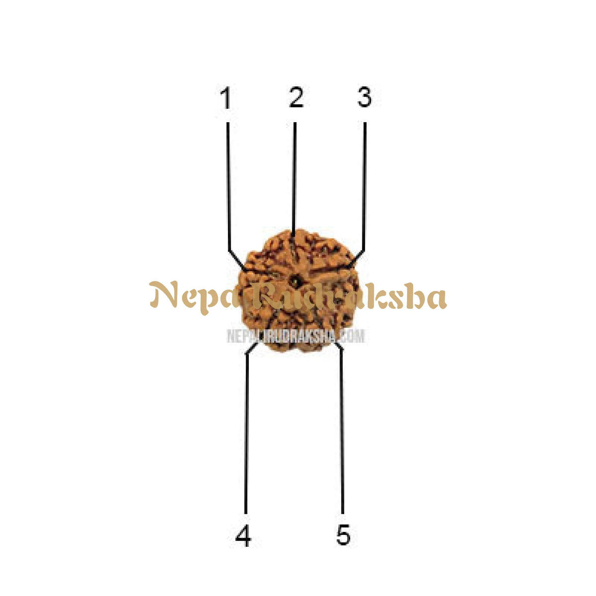 5 Mukhi (Regular) Rudraksha