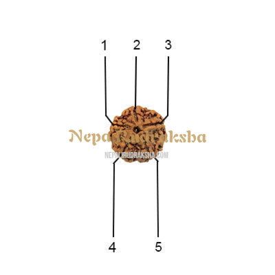5 Mukhi (Regular) Rudraksha