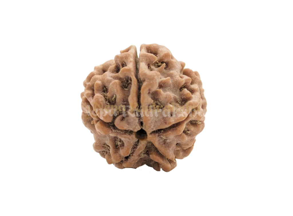 Nepali Five Mukhi Rudraksha