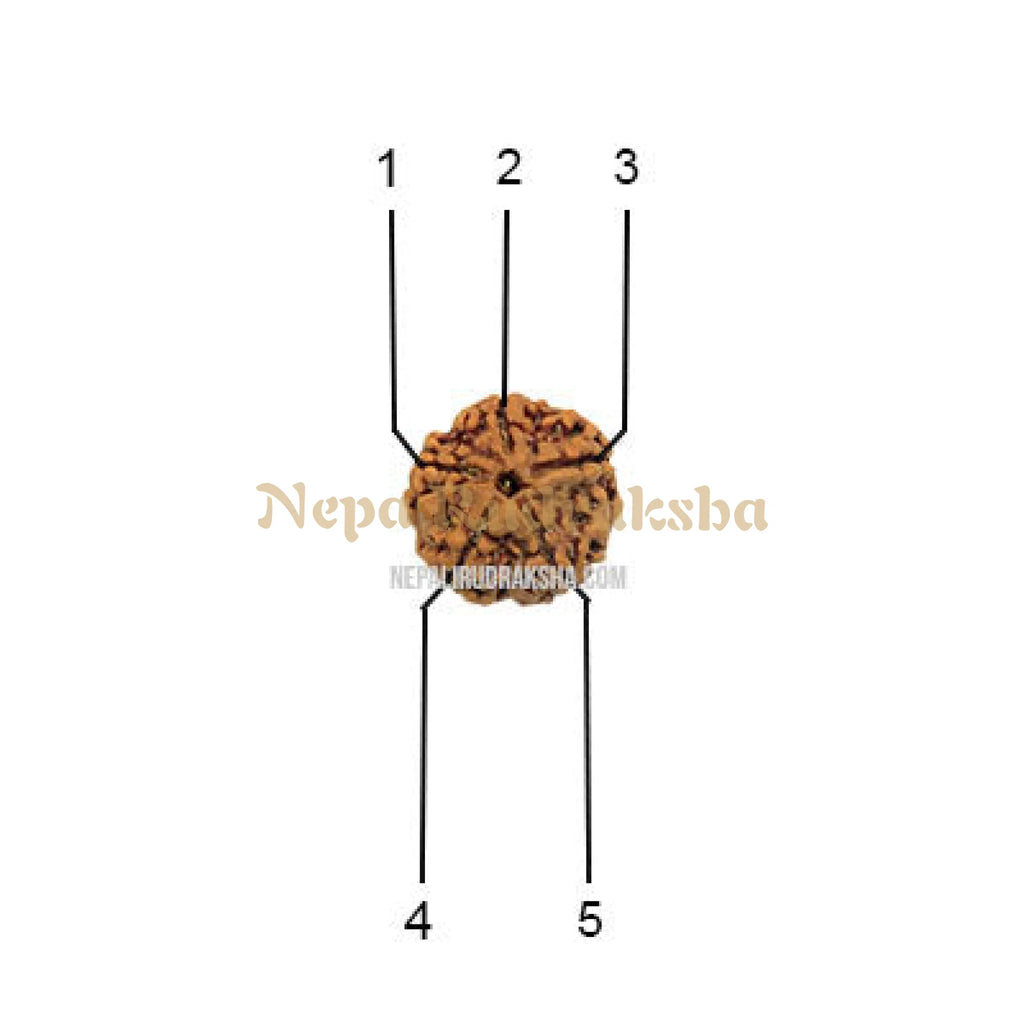 Five Mukhi Rudraksha Face Pattern