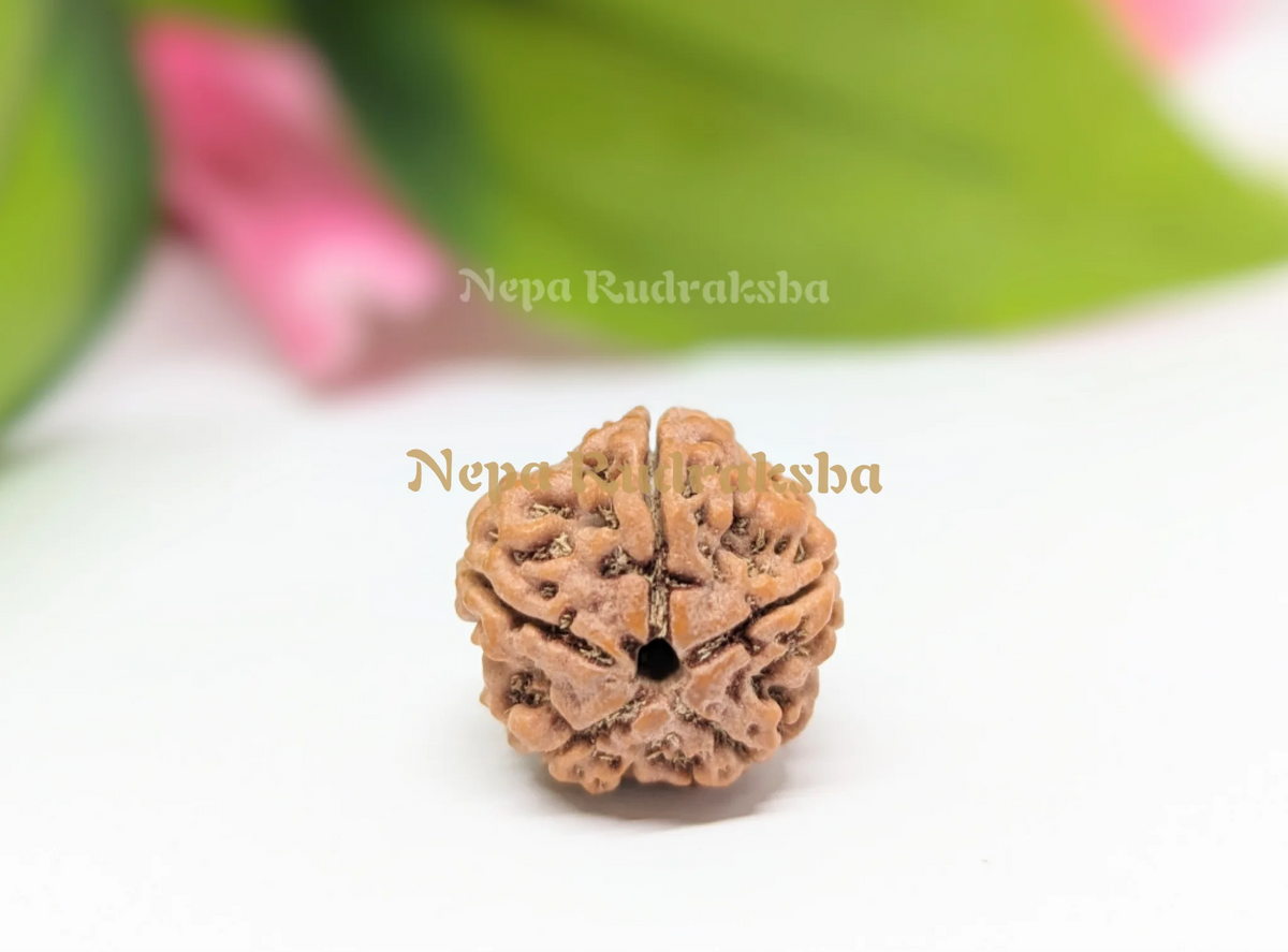5 Mukhi (Regular) Rudraksha