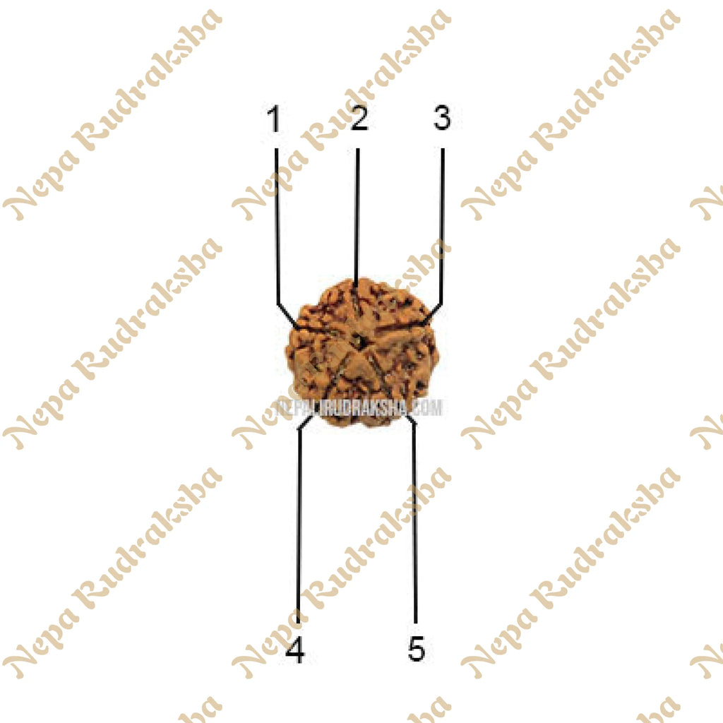 Five Mukhi Rudraksha Face Pattern