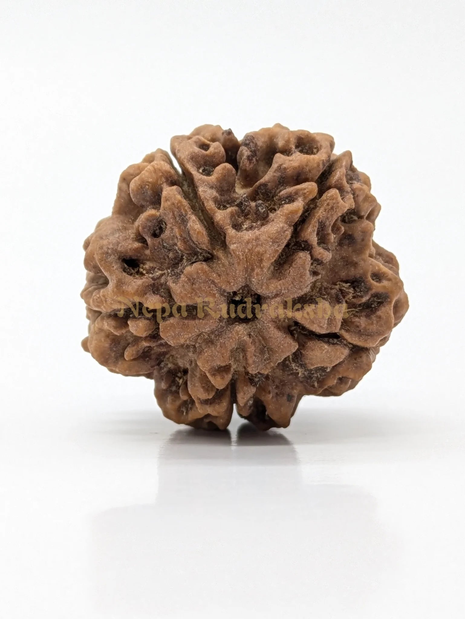 5 Mukhi (Super Collector) Rudraksha