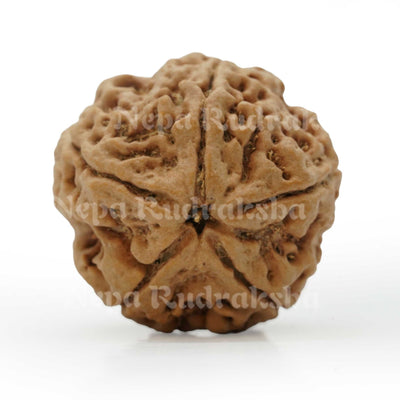 5 Mukhi (Super Collector) Rudraksha
