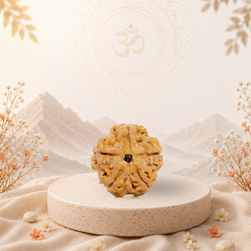 5 Mukhi (Medium) Rudraksha
