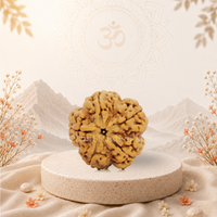 5 Mukhi (Super Collector) Rudraksha