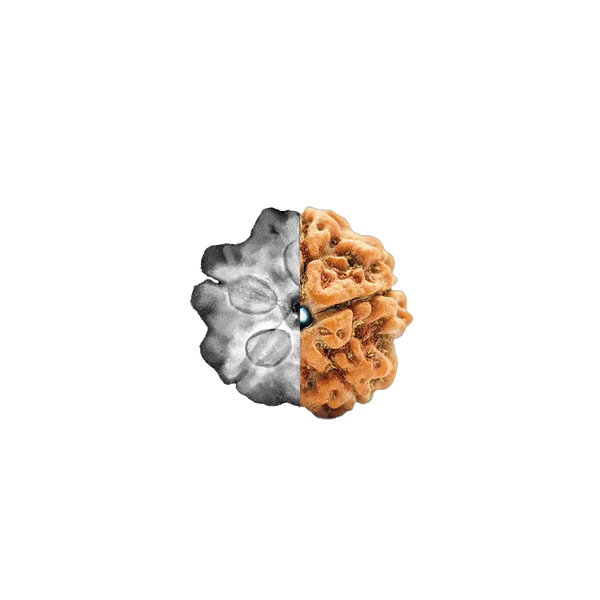 Spiritual Rudraksha