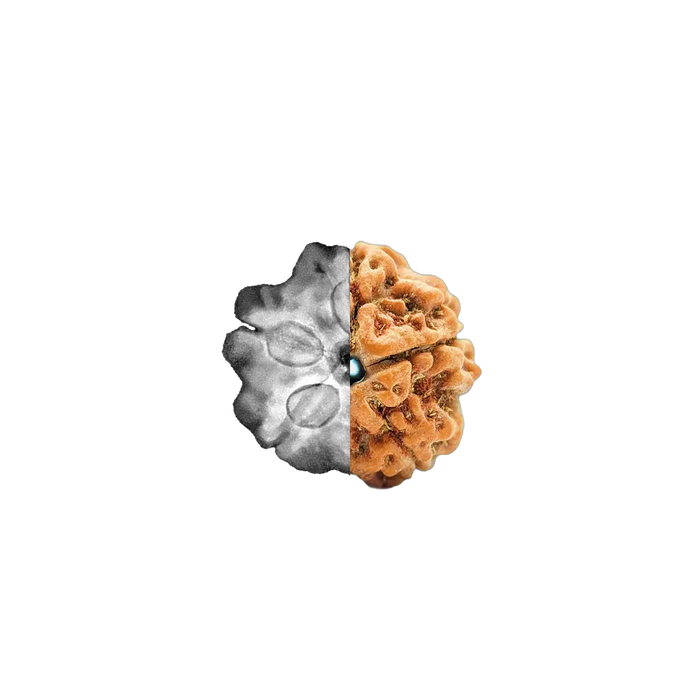 Spiritual Rudraksha