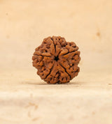5 Mukhi