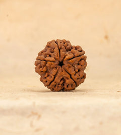 5 Mukhi