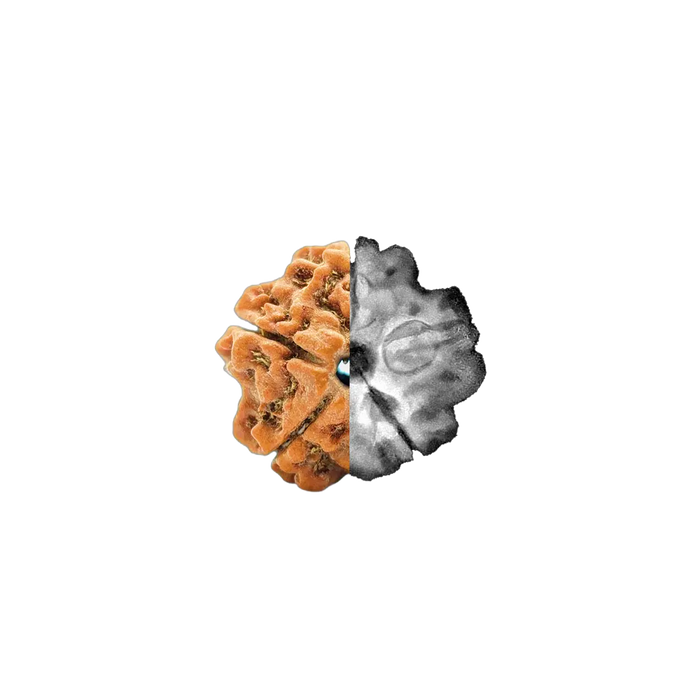 Everyday Rudraksha