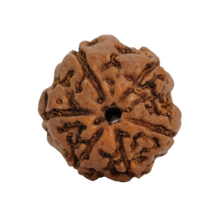 6 mukhi