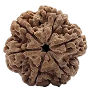 6 mukhi
