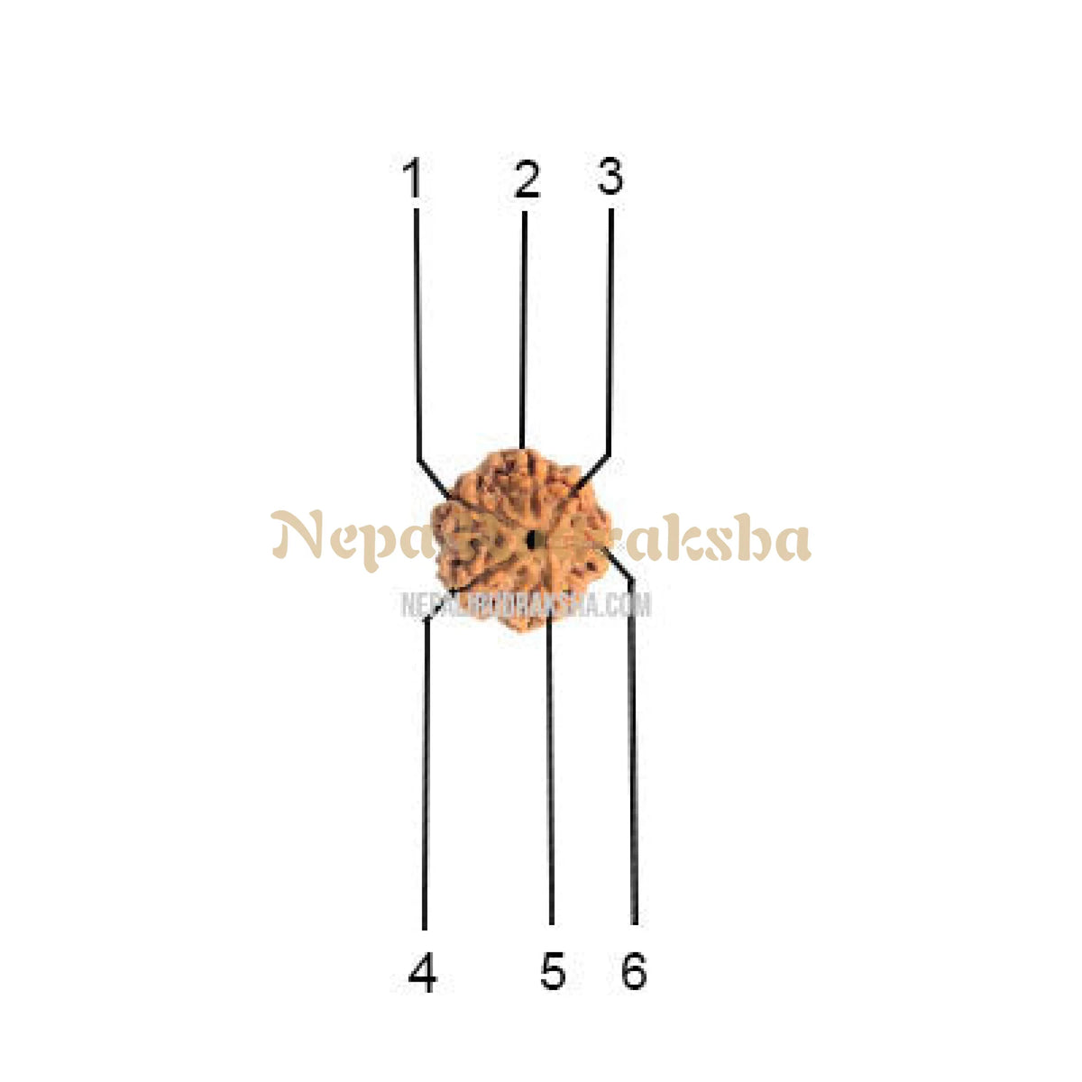 6 Mukhi (Collector) Rudraksha