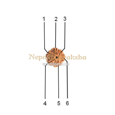 6 Mukhi (Collector) Rudraksha