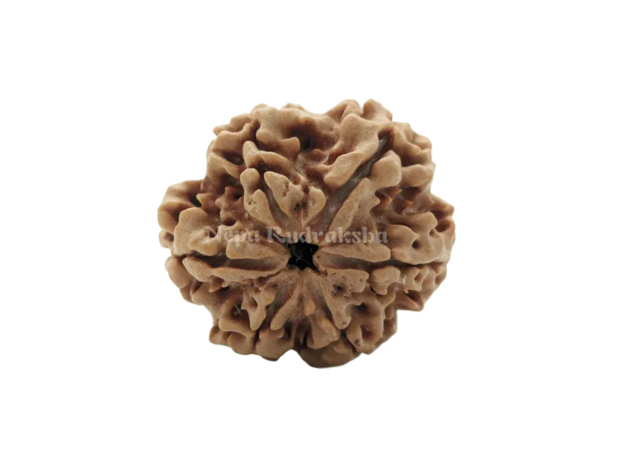 6 Mukhi (Collector) Rudraksha