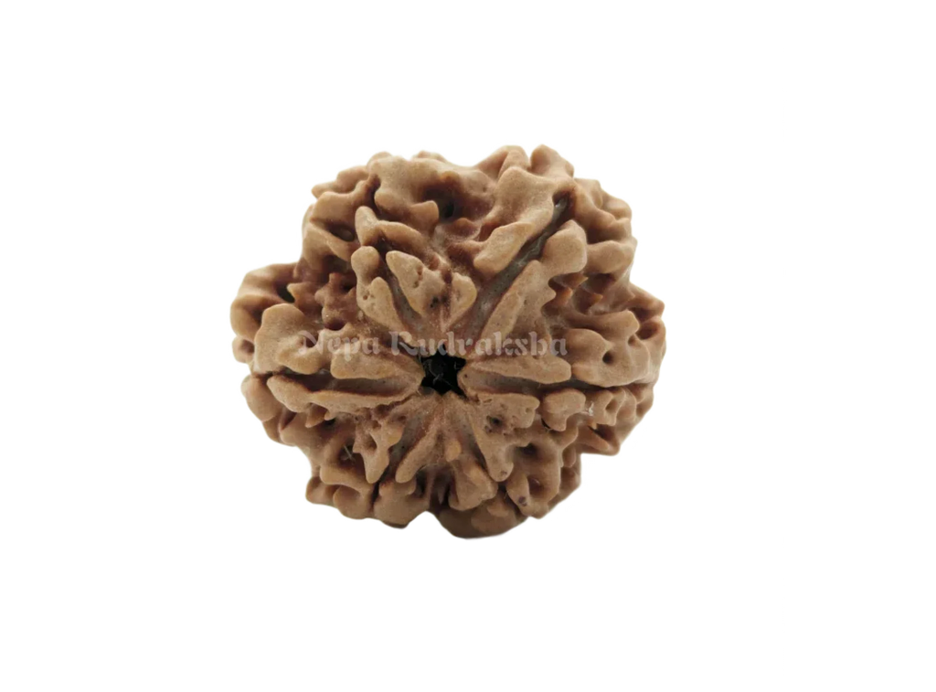 6 Mukhi Collector Rudraksha Front View