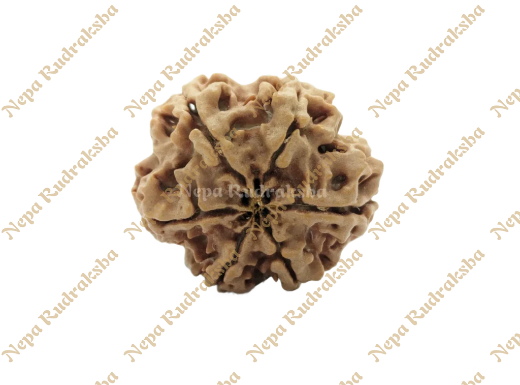 6 Mukhi Collector Rudraksha Back View