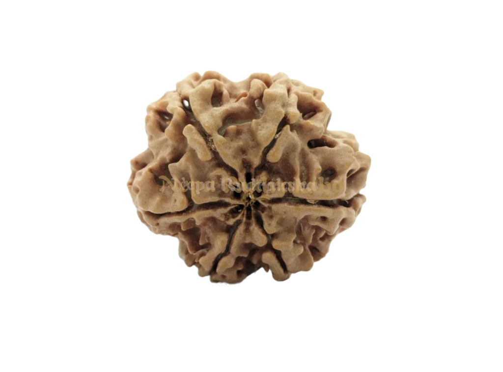 6 Mukhi Collector Rudraksha Back View