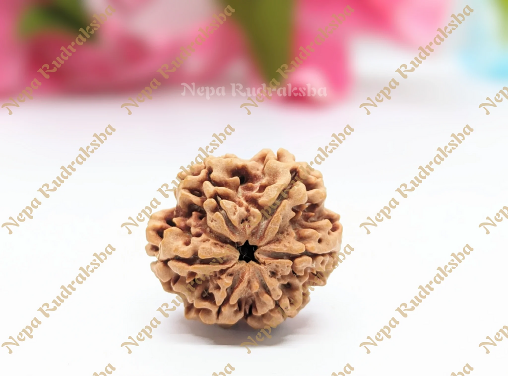 6 Mukhi Collector Rudraksha