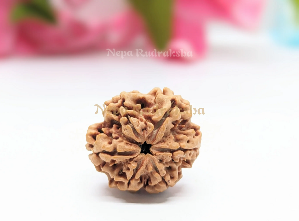 6 Mukhi (Collector) Rudraksha