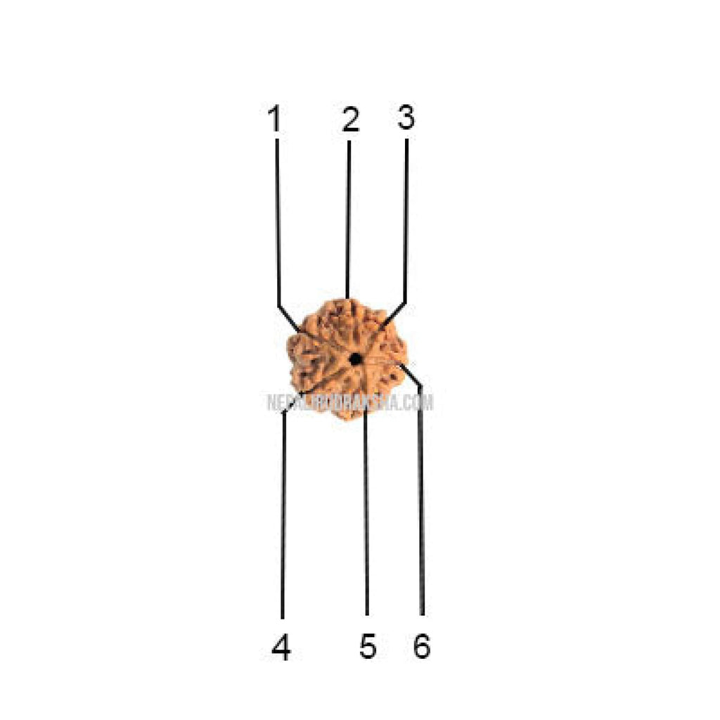 6 Mukhi Collector Rudraksha Face Count