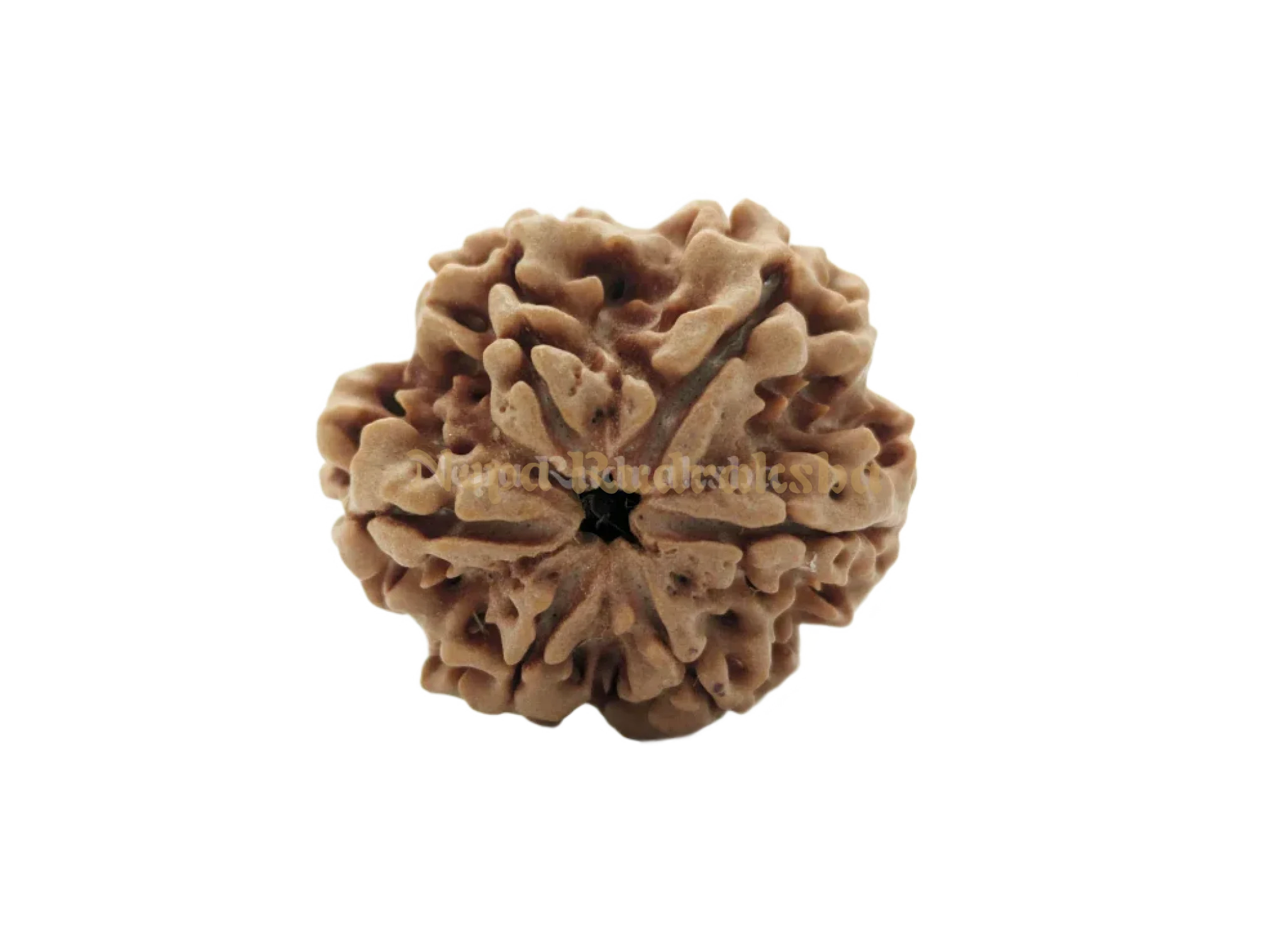 6 Mukhi (Collector) Rudraksha