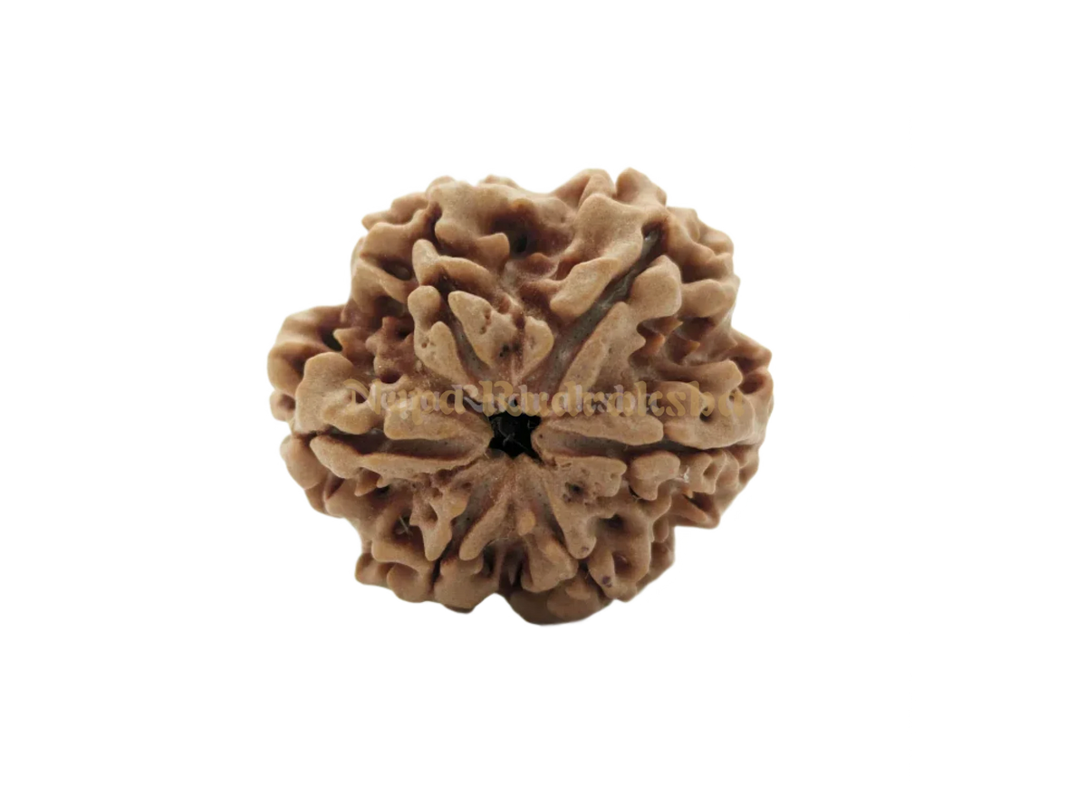 6 Mukhi (Collector) Rudraksha