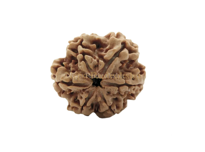 6 Mukhi (Collector) Rudraksha