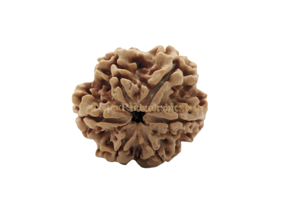 6 Mukhi Collector Rudraksha Front View