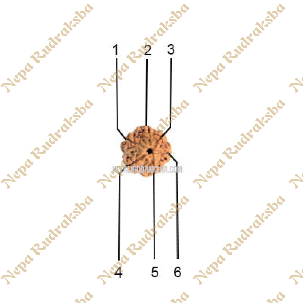 6 Mukhi Collector Rudraksha Face Count