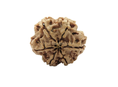 6 Mukhi (Collector) Rudraksha