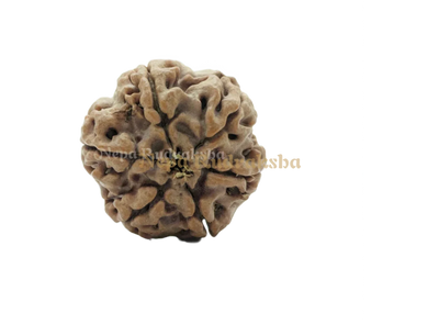 6 Mukhi (Medium) Rudraksha