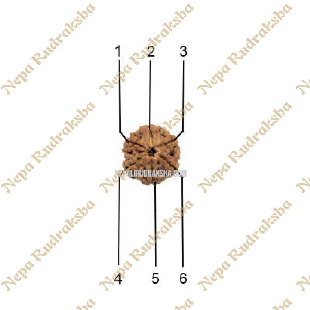 6 Mukhi Medium Rudraksha Face Count