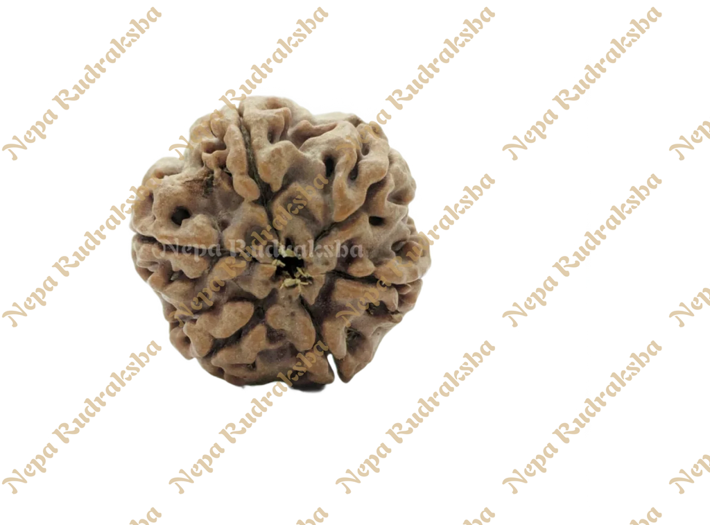 Six Mukhi Medium Rudraksha Back View