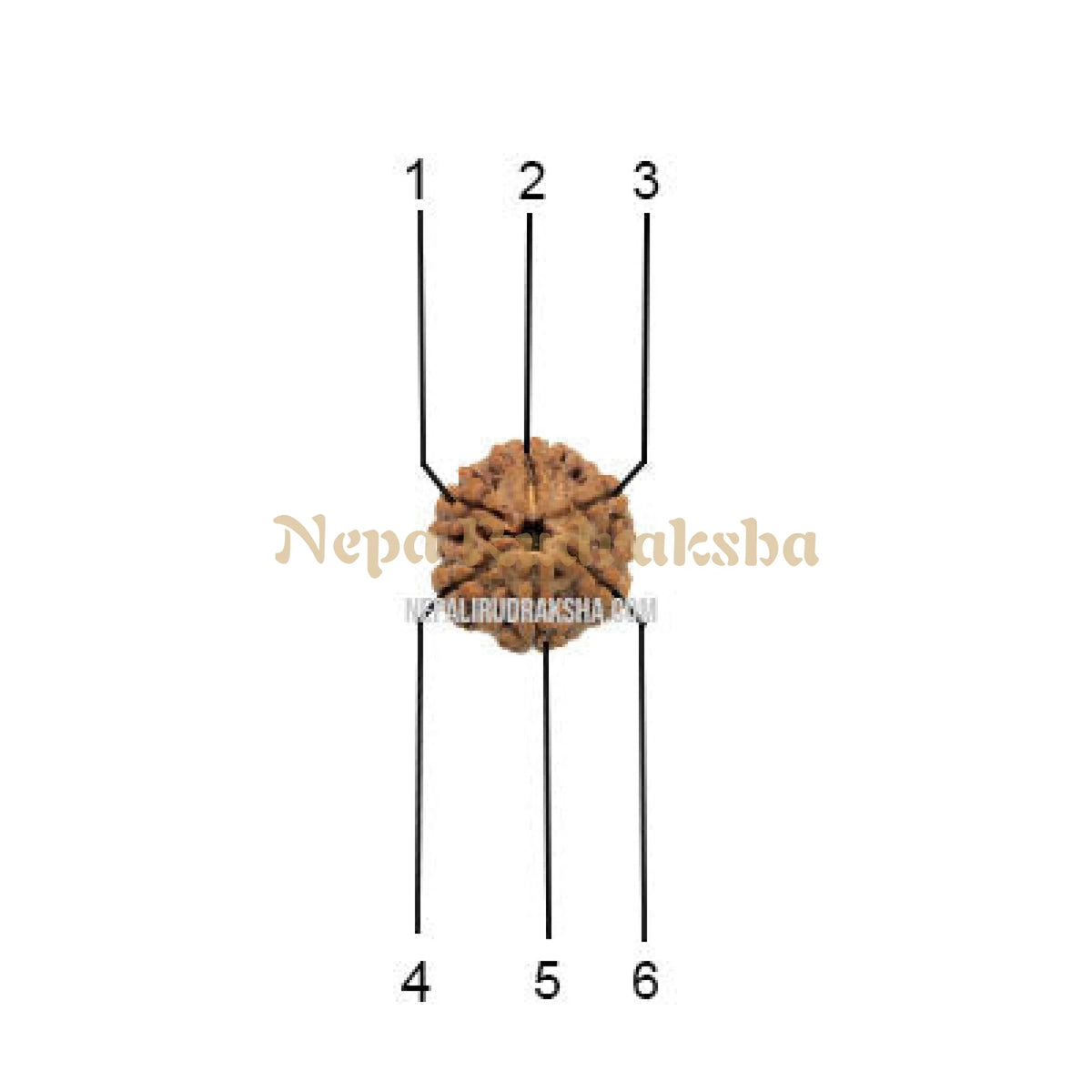6 Mukhi (Medium) Rudraksha