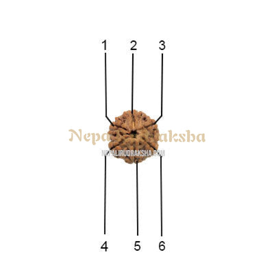6 Mukhi (Medium) Rudraksha
