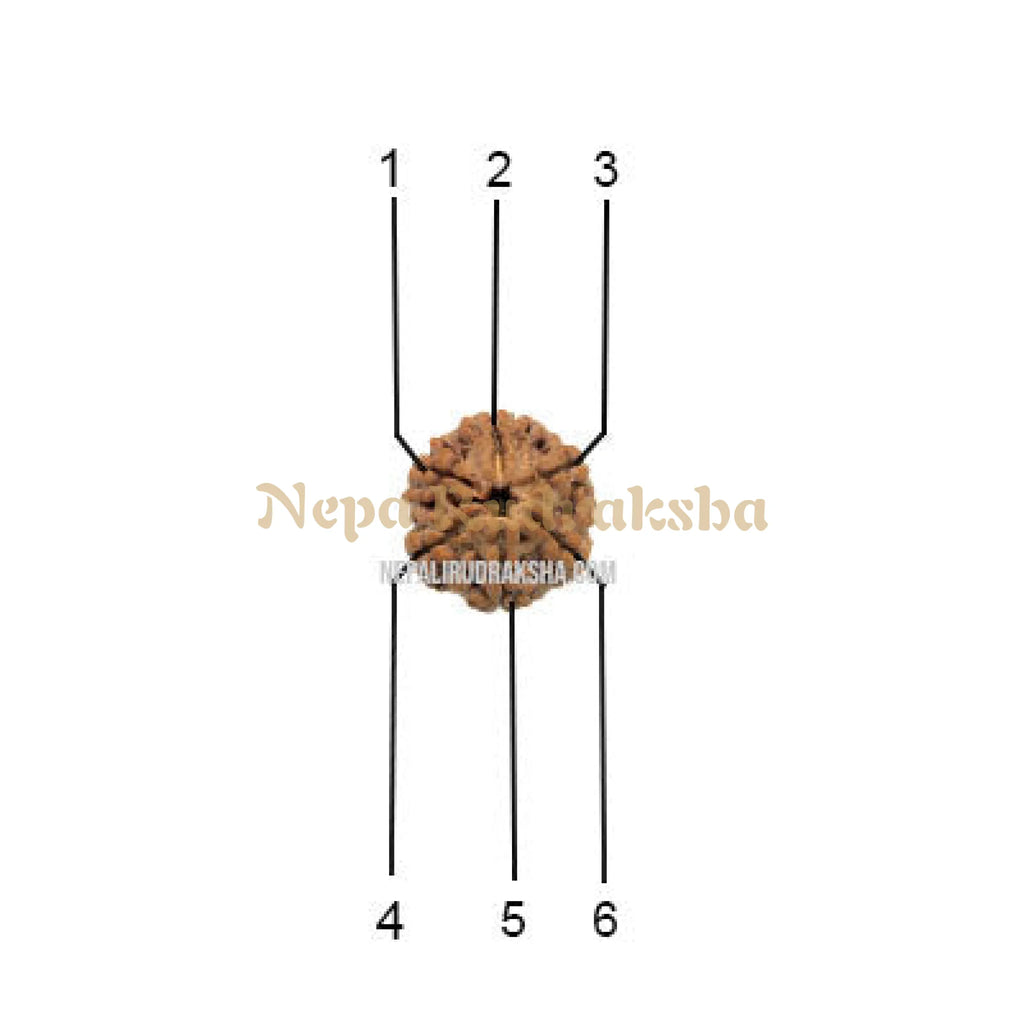 6 Mukhi Medium Rudraksha Face Count