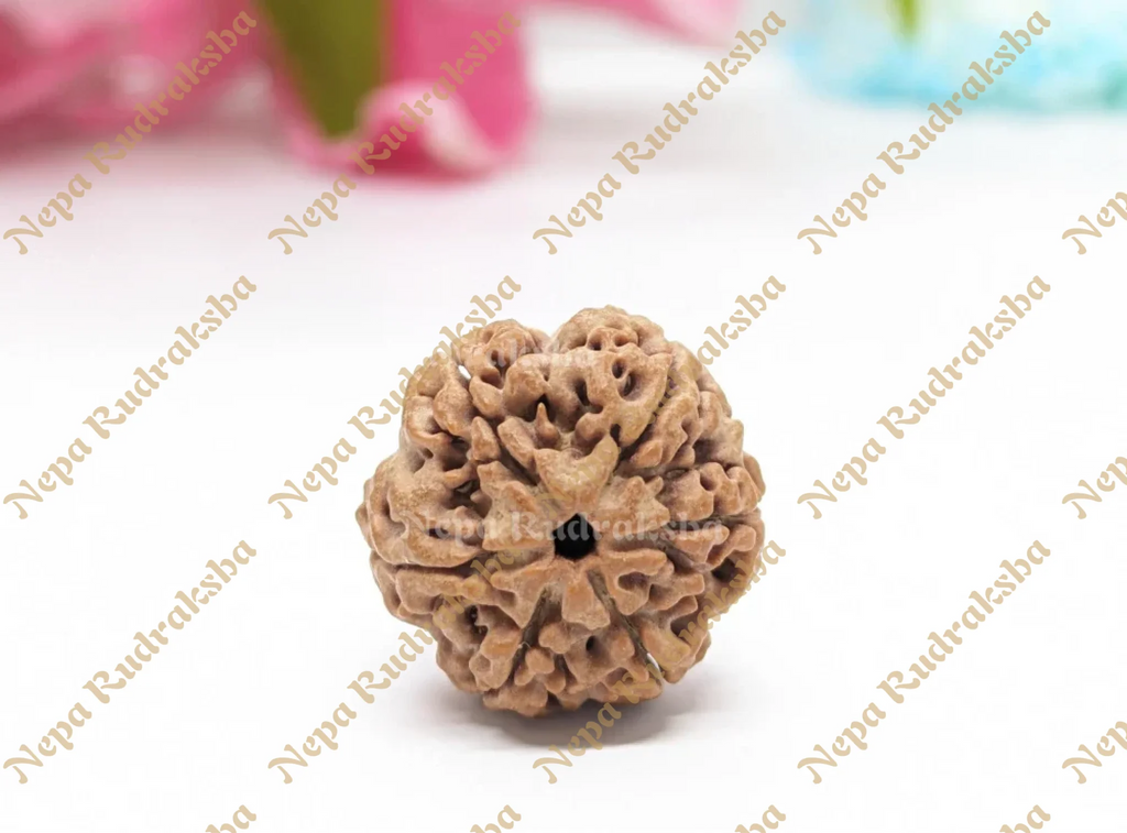 6 Mukhi Medium Rudraksha