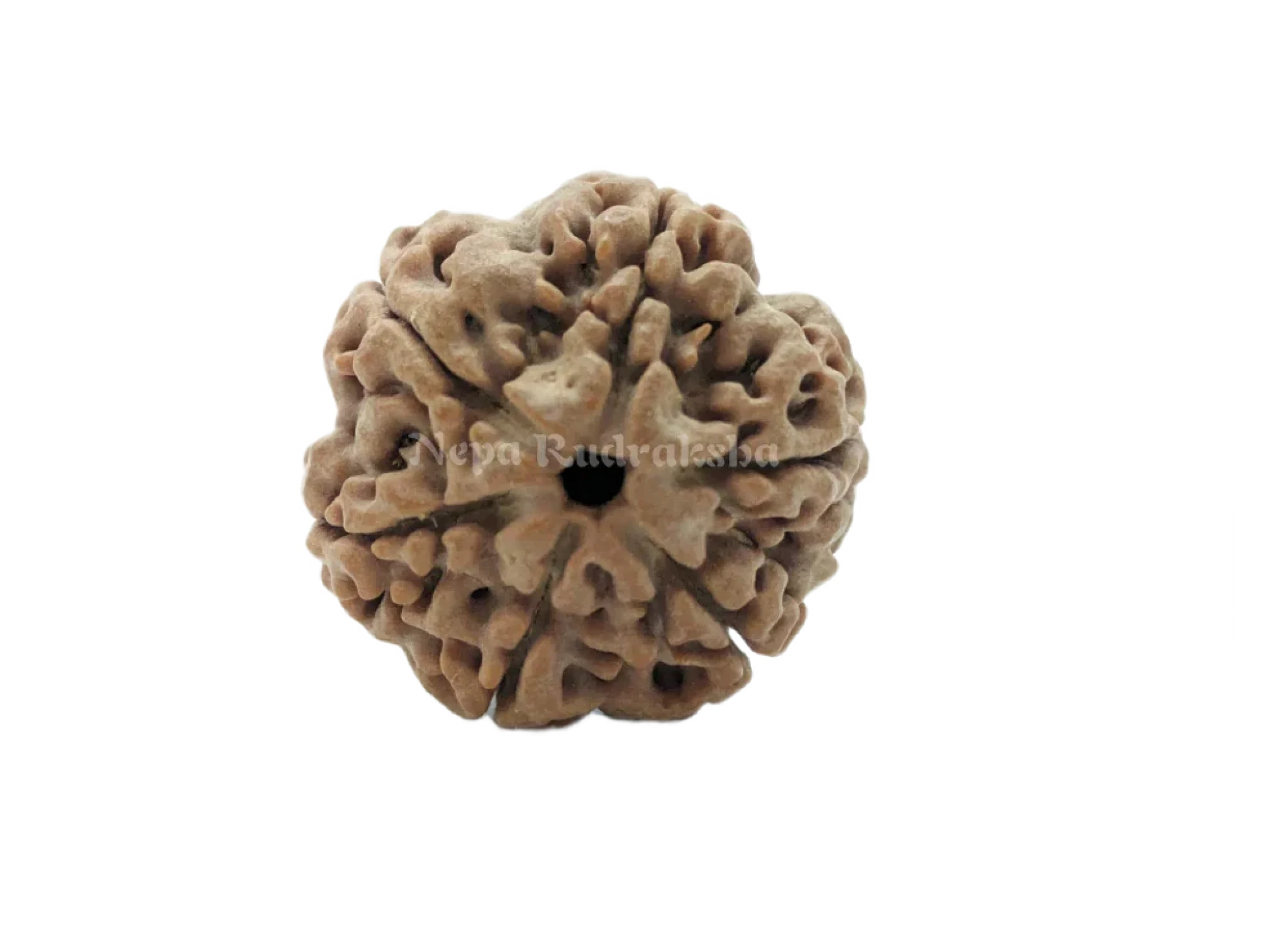 6 Mukhi (Medium) Rudraksha