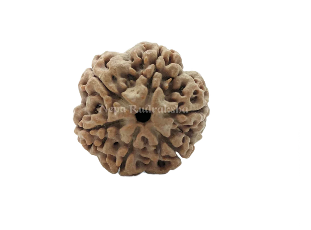 6 Mukhi Rudraksha Front View