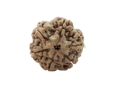 6 Mukhi (Medium) Rudraksha