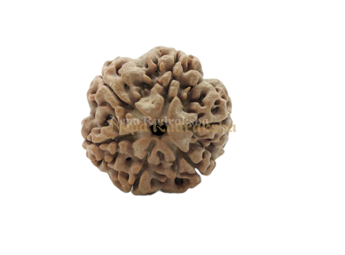 6 Mukhi Rudraksha Front View