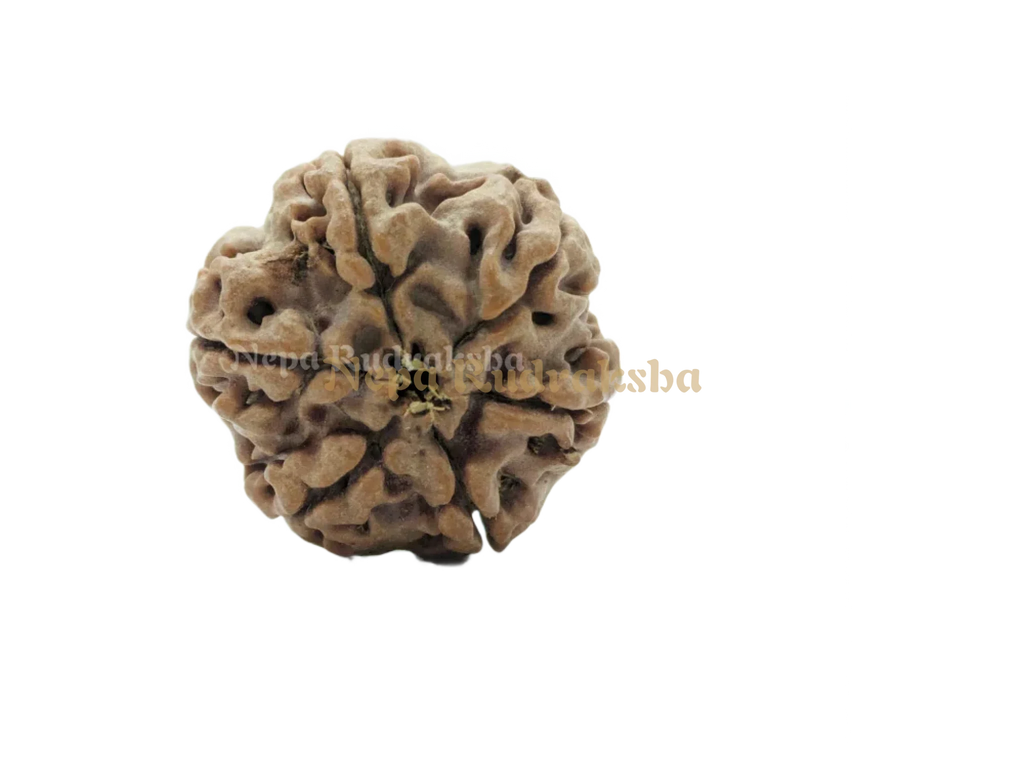 Six Mukhi Medium Rudraksha Back View