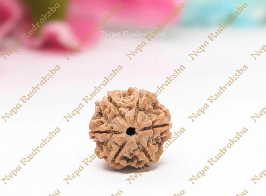 Nepali Six Mukhi Rudraksha 