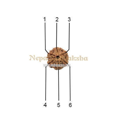 6 Mukhi (Regular) Rudraksha